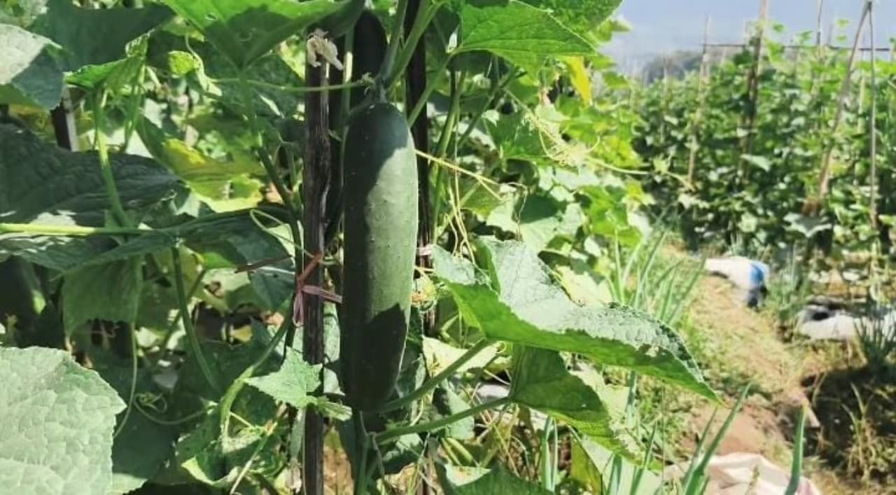 Harga Tembus Rp 18 Ribu, Petani Timun Magetan Untung Besar meski Hasil Panen Menyusut