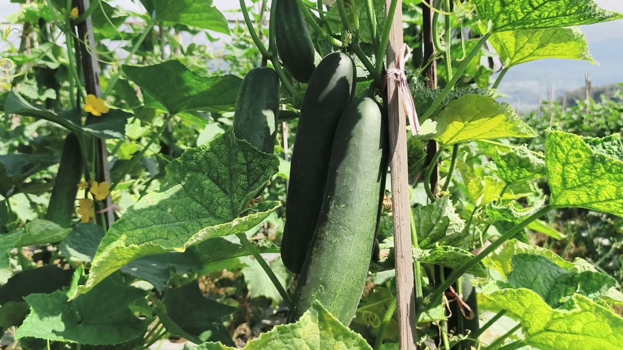 Harga Timun di Magetan Naik hingga Rp18 Ribu per Kilogram, Hasil Panen Petani Justru Menyusut