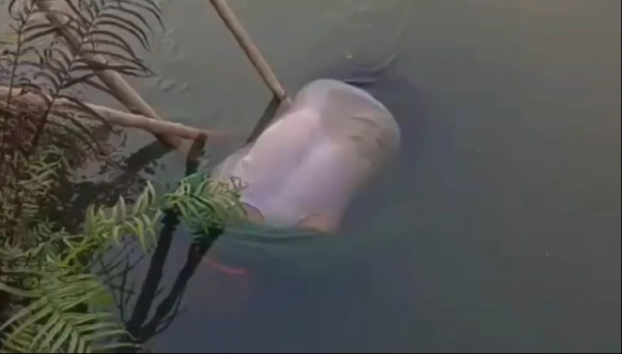Tukang Batu Tewas Mengambang di Sungai Ponokawan Krian, Diduga Tercebur Saat Cari Ikan