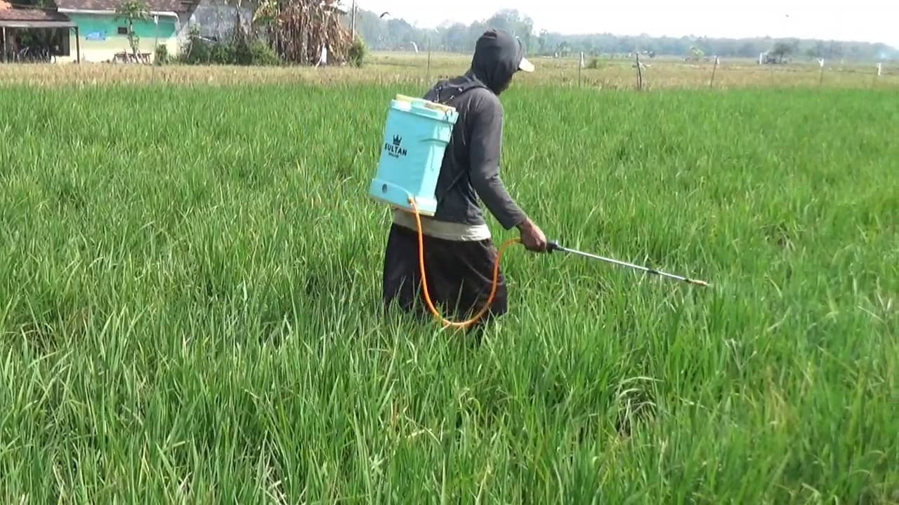 Musim Kemarau, Petani Madiun Perketat Pengendalian Hama Wereng Cokelat