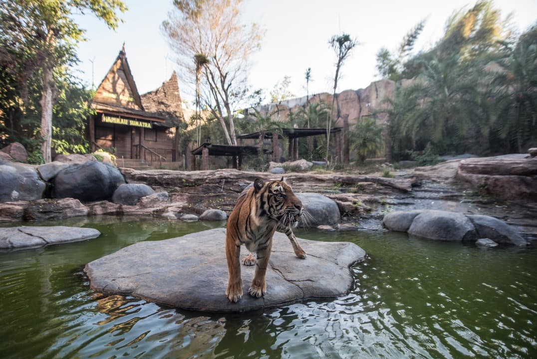 Hari Harimau Sedunia, Batu Secret Zoo Perkuat Komitmen Lestarikan Raja