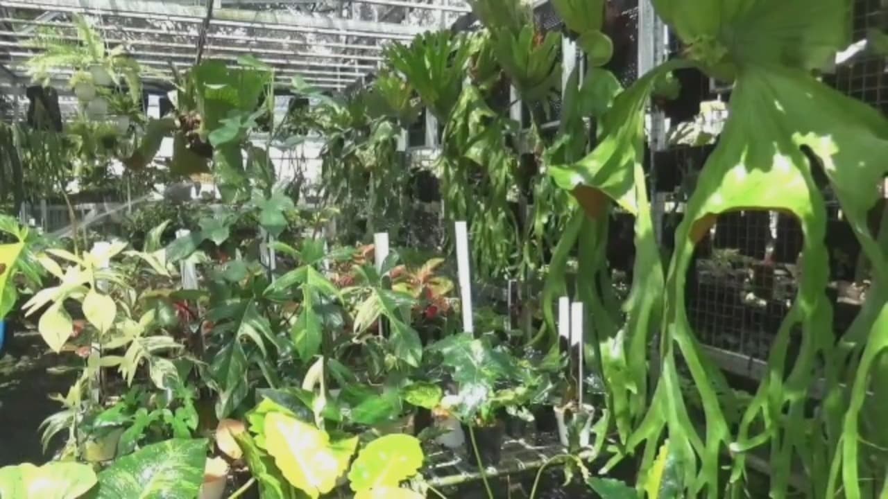 Philodendron Diburu Kolektor, Peluang Usaha Menjanjikan