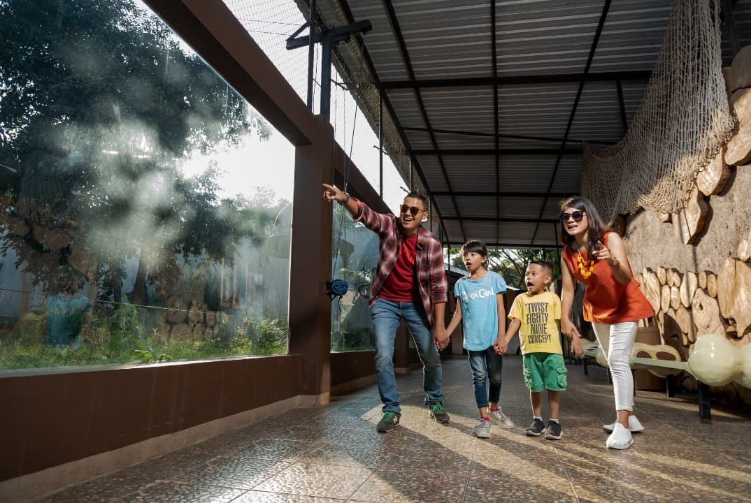 Satu Kawasan, Beragam Harimau Dunia! Tiger Land Batu Secret Zoo Ajak Pengunjung Kenali Satwa Langka
