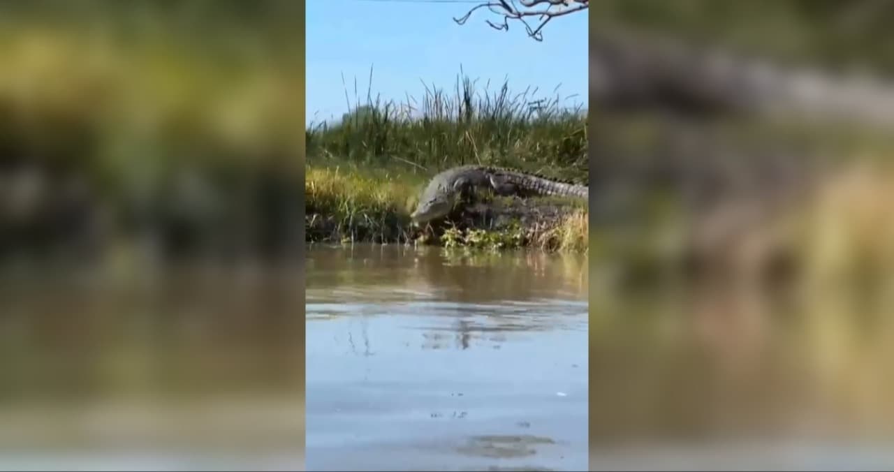 Viral Buaya Raksasa Lebih dari 4 Meter Muncul di Sungai Monodon Sidoarjo, Warga dan Nelayan Geger