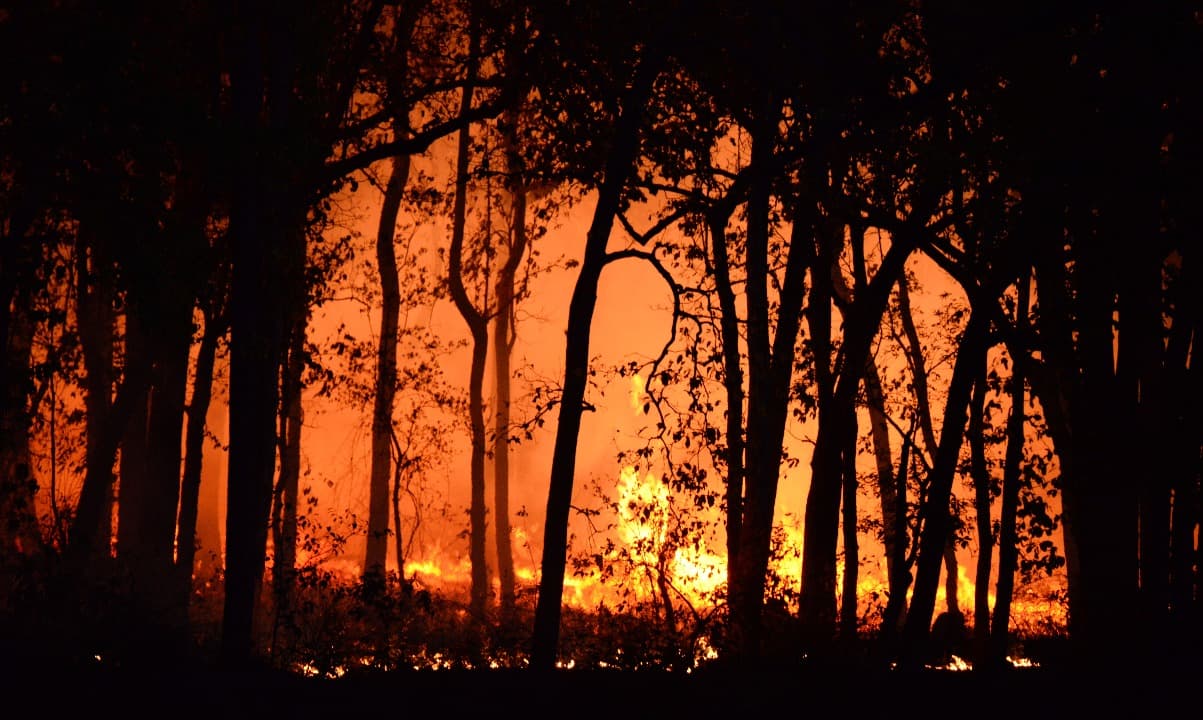 Melawan PM2.5: Panduan Bertahan Hidup di Tengah Kabut Asap Kebakaran Hutan Kalimantan dan Sumatra