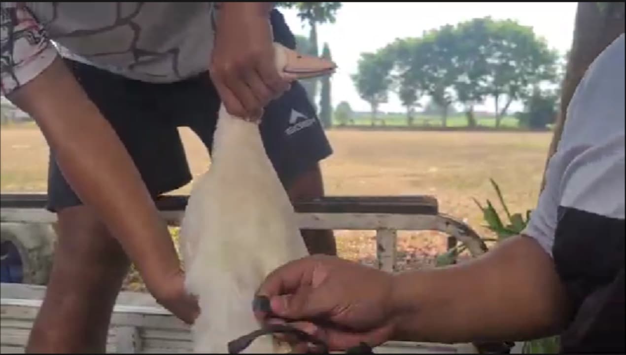 Bukan Trofi Biasa, Turnamen Futsal Peradi Blitar Hadiahkan Kambing dan Bebek