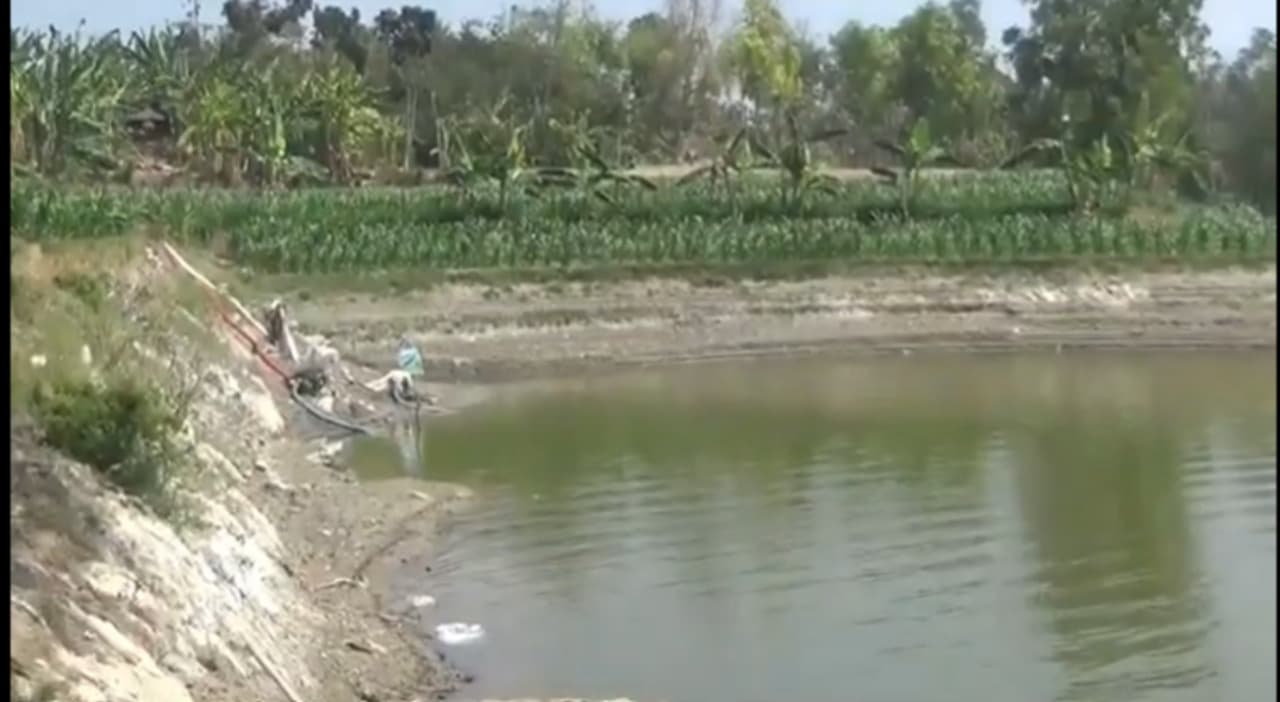 Siasat Musim Kemarau: Lahan Pasang Surut Waduk Tambah Luas Tanam Padi di Ngawi