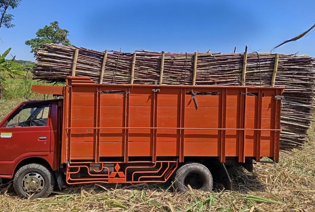 Tebu Berkualitas MBS Dukung Hasil Optimal Petani di PG Pradjekan Bondowoso