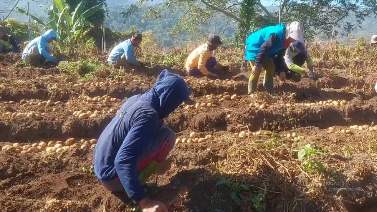 Manfaatkan Kemarau, Petani Lereng Gunung Wilis Panen Kentang hingga 30 Ton per Hektare