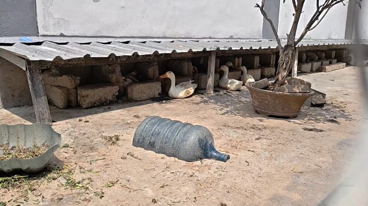 Berdayakan Warga Binaan, Rutan Bangun Kandang Ayam