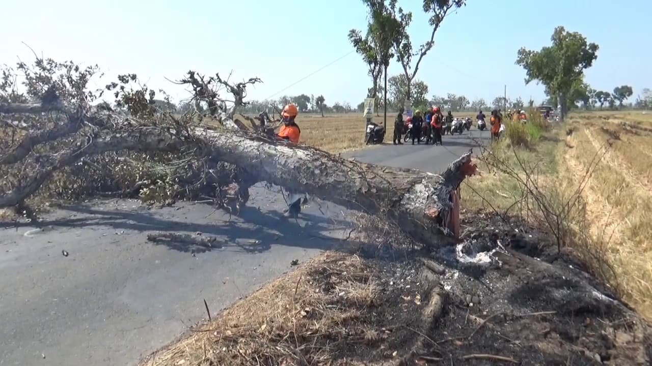 Naas! Pengendara Motor Tewas Tertimpa Pohon di Jalan Kaibon-Nglandung