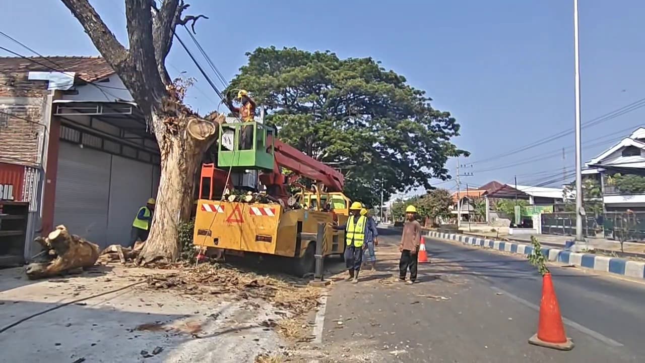 Diduga Sengaja Dimatikan Oknum, Pohon Usia Ratusan Tahun Ditebang