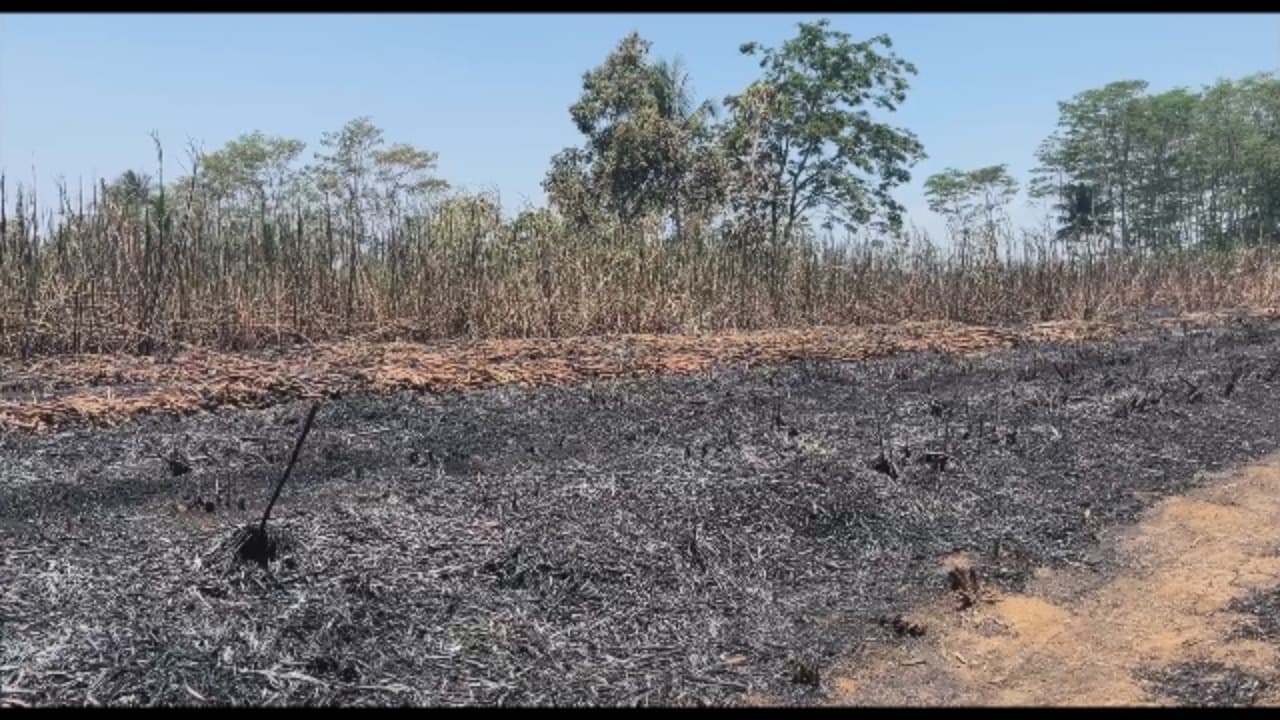 Padamkan Api, Petani Tebu Justru Terbakar