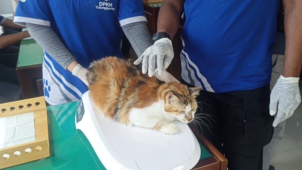 Disnakeswan Tulungagung Tebar 500 Dosis Vaksin Gratis