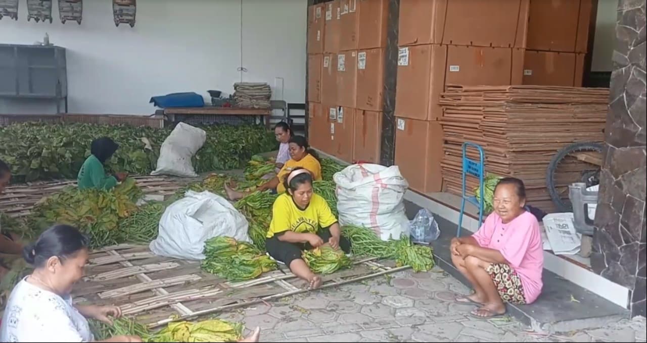 Senyum Merekah Petani Tembakau Kendalbulur Tulungagung, Harga Jual Melonjak di Musim Kemarau