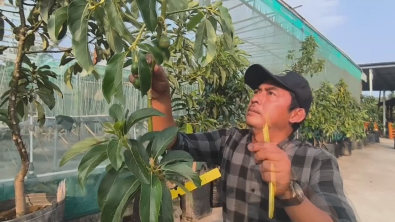 Alpukat Bonsai Laris, Petani Raup Jutaan Rupiah