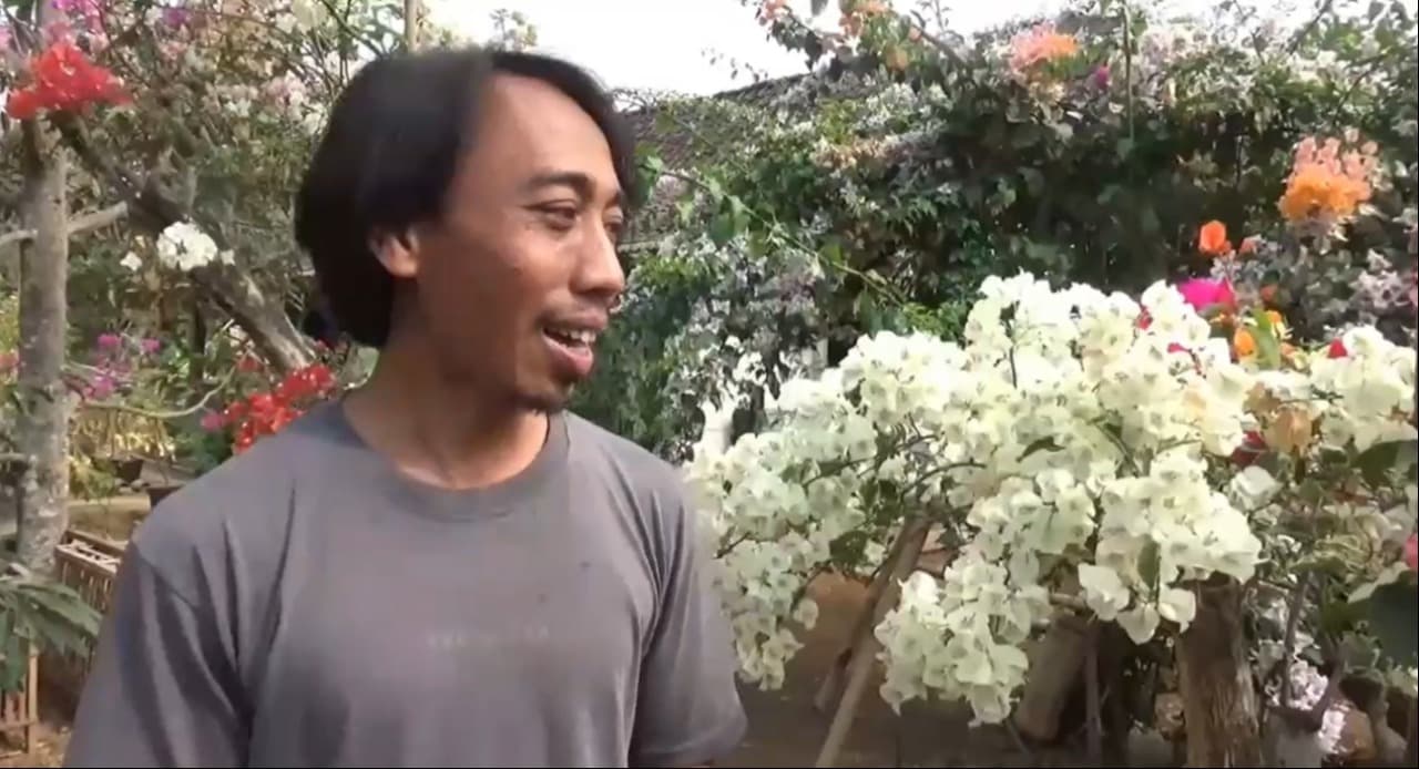 Musim Kemarau, Berkah bagi Pembudidaya Bunga Bougenville