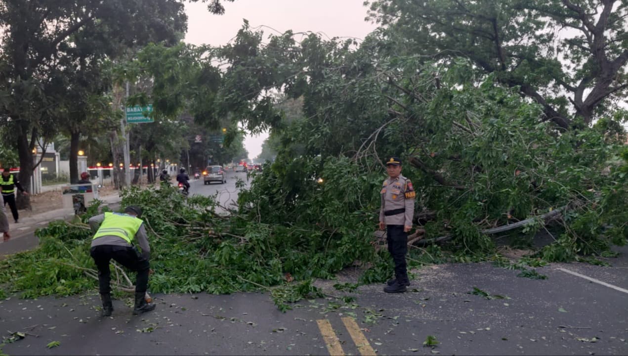 Pohon Tumbang, Jalur Pantura Lamongan - Babat Macet Hampir 4 Jam