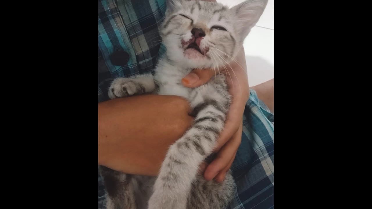 Viral, Pria di Probolinggo Lempar Anak Kucing dari Lantai 5 Rusunawa hingga Mati