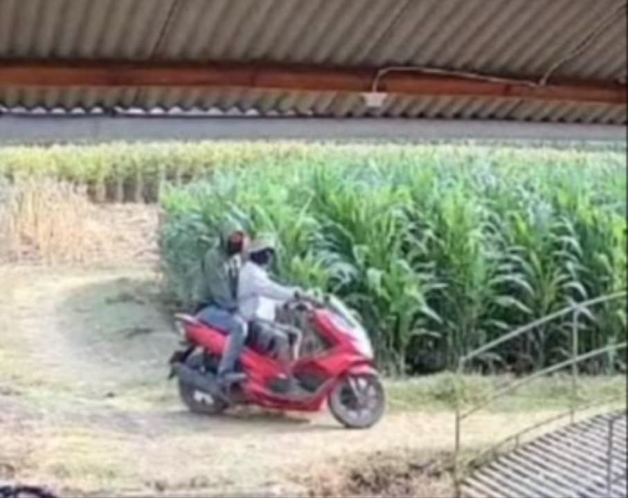 Ditinggal Mengairi Sawah, Motor Petani di Probolinggo Amblas Digondol Maling