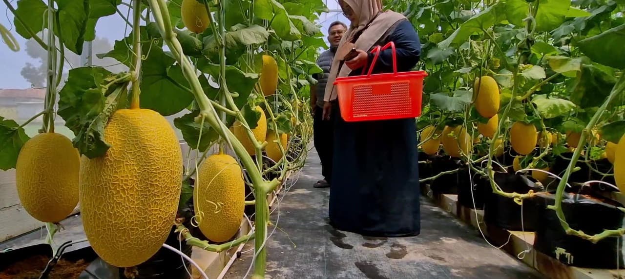Petik Melon Langsung dari Kebun, Wisata Agroedukasi Baru di Ponorogo