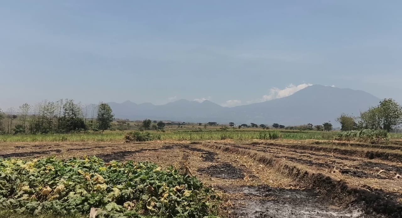 Suhu Panas Ubah Pola Kerja Petani Magetan, Biaya Pengairan Sawah Ikut Bertambah