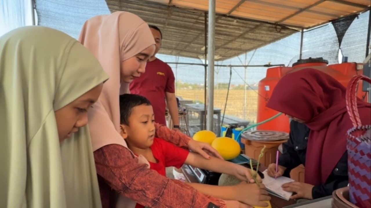 Serunya Petik Melon Premium Langsung dari Pohon di Sidoarjo Barat