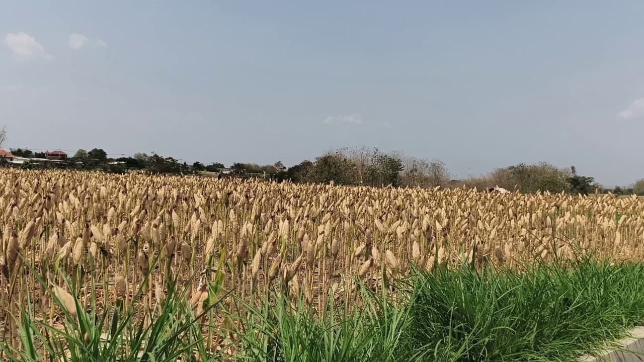 Harga Jagung Pipil Kering Naik, Petani Magetan Berpeluang Raih Untung