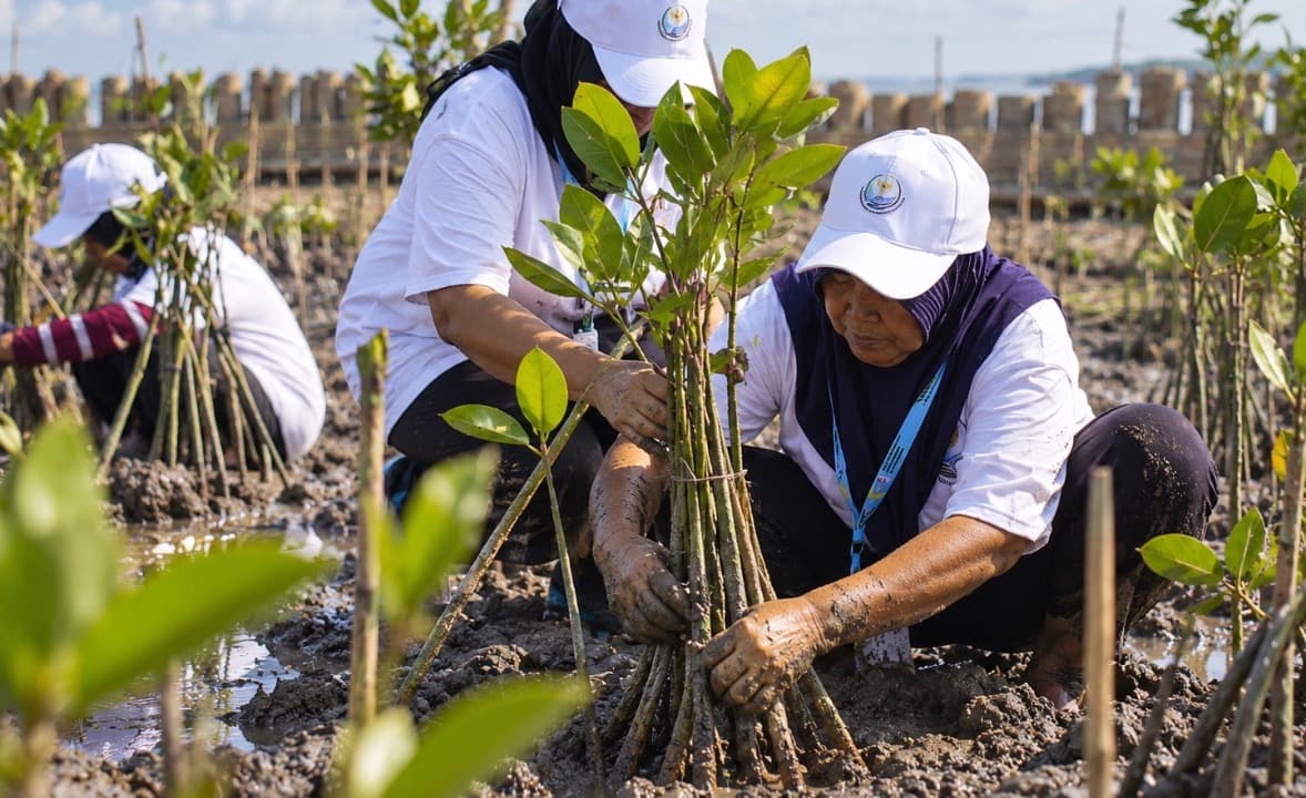 Selamatkan Demak dari Abrasi, BRI Peduli Tanam 30 Ribu Mangrove dan Sulap Sampah Jadi Pemecah Ombak