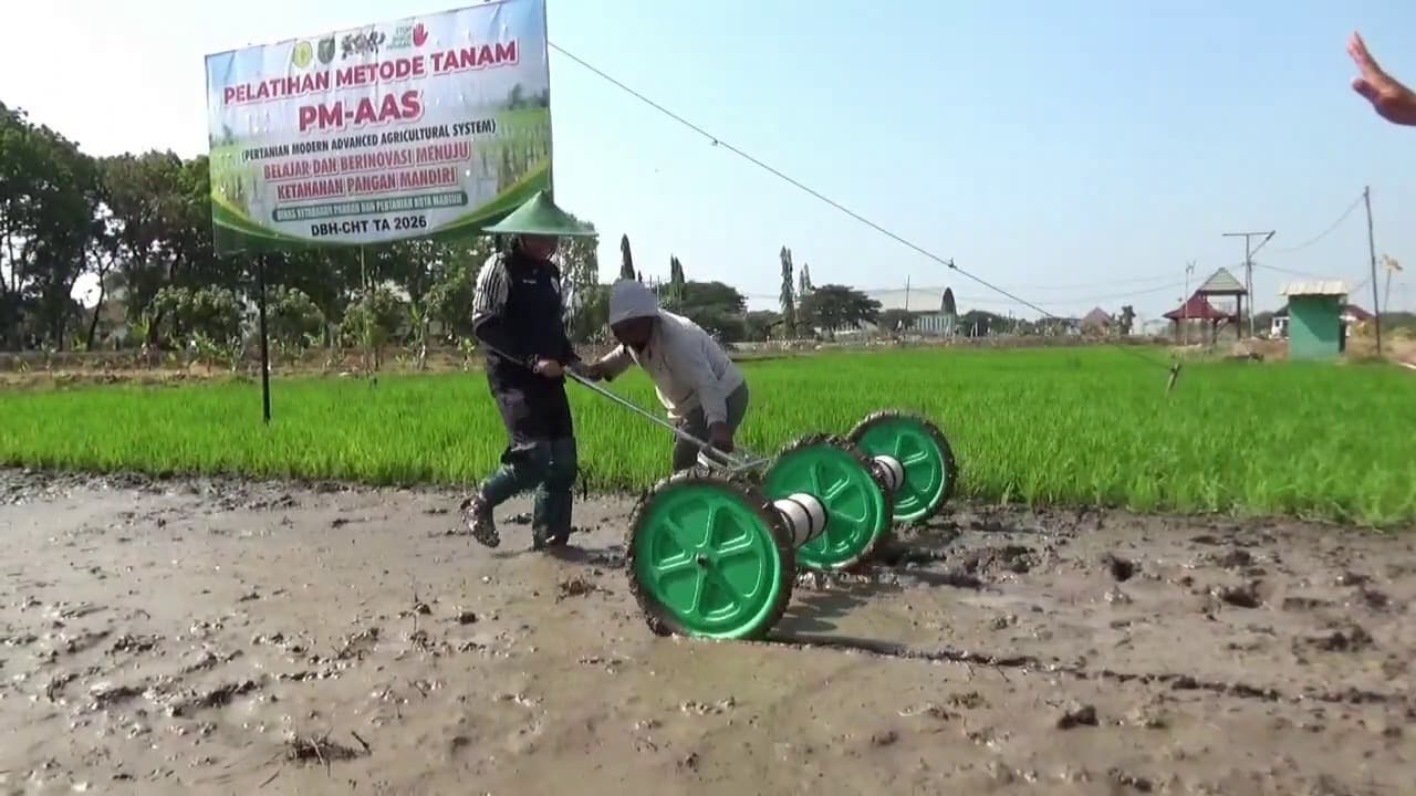 Pemkot Madiun Uji Coba Metode AAS untuk Efisiensi Biaya dan Peningkatan Produktivitas Padi