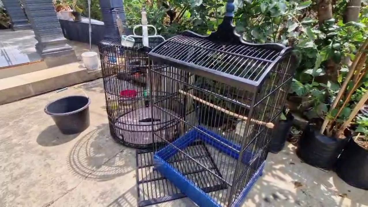 Burung Murai Batu dan Jalak Digondol Maling, Pemilik Rugi Jutaan Rupiah