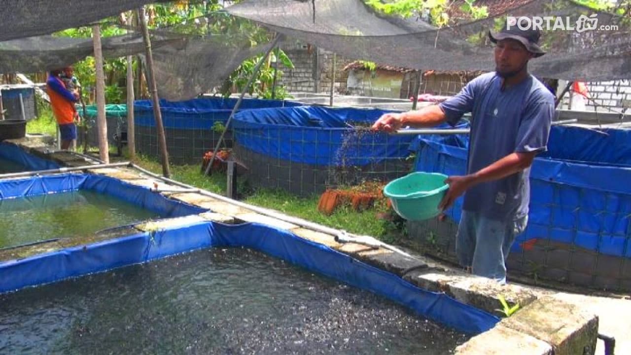 Usai di PHK, Buruh Pabrik Sukses Budidaya Ikan Lele