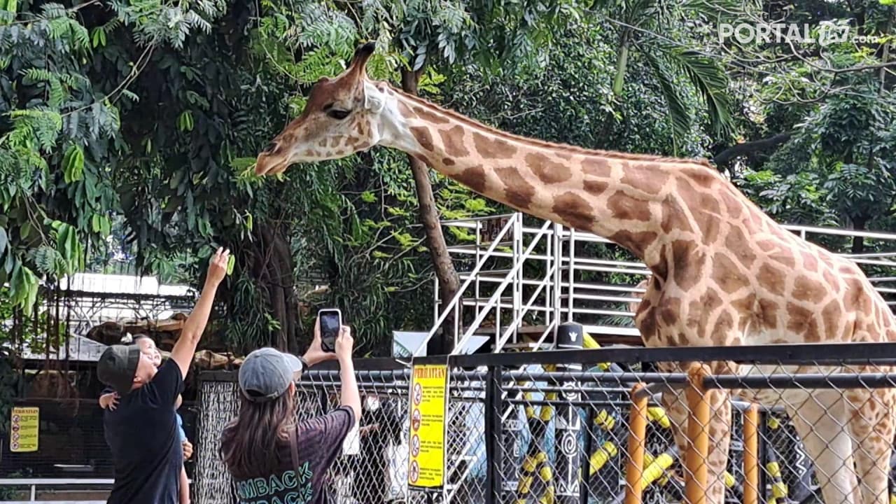 KBS Akan Buka Surabaya Night Zoo