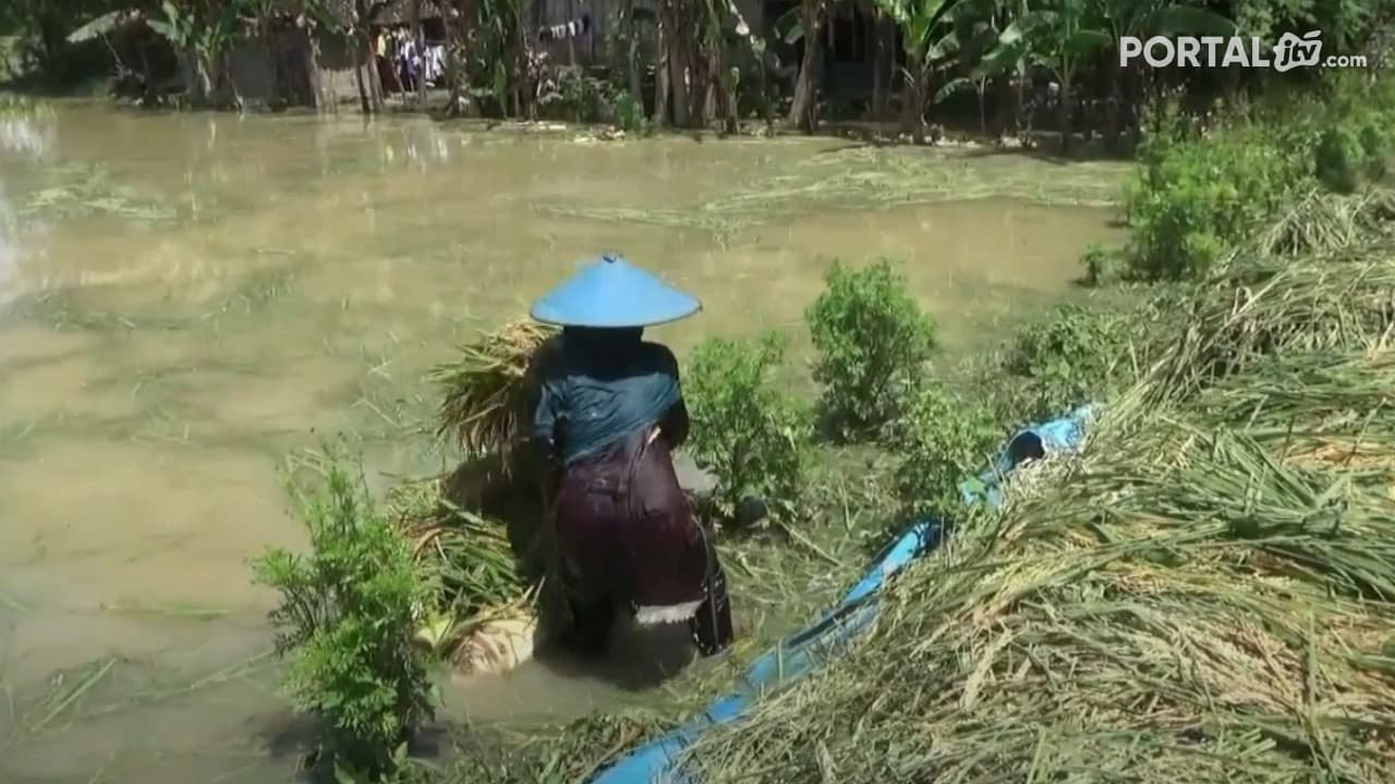 Bengawan Solo Meluap, Ratusan Hektar Padi di Tuban Terendam Banjir