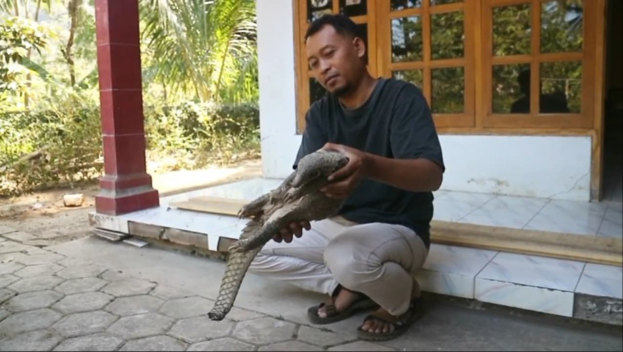 Seekor Trenggiling Ditemukan Terluka di Teras Rumah Warga