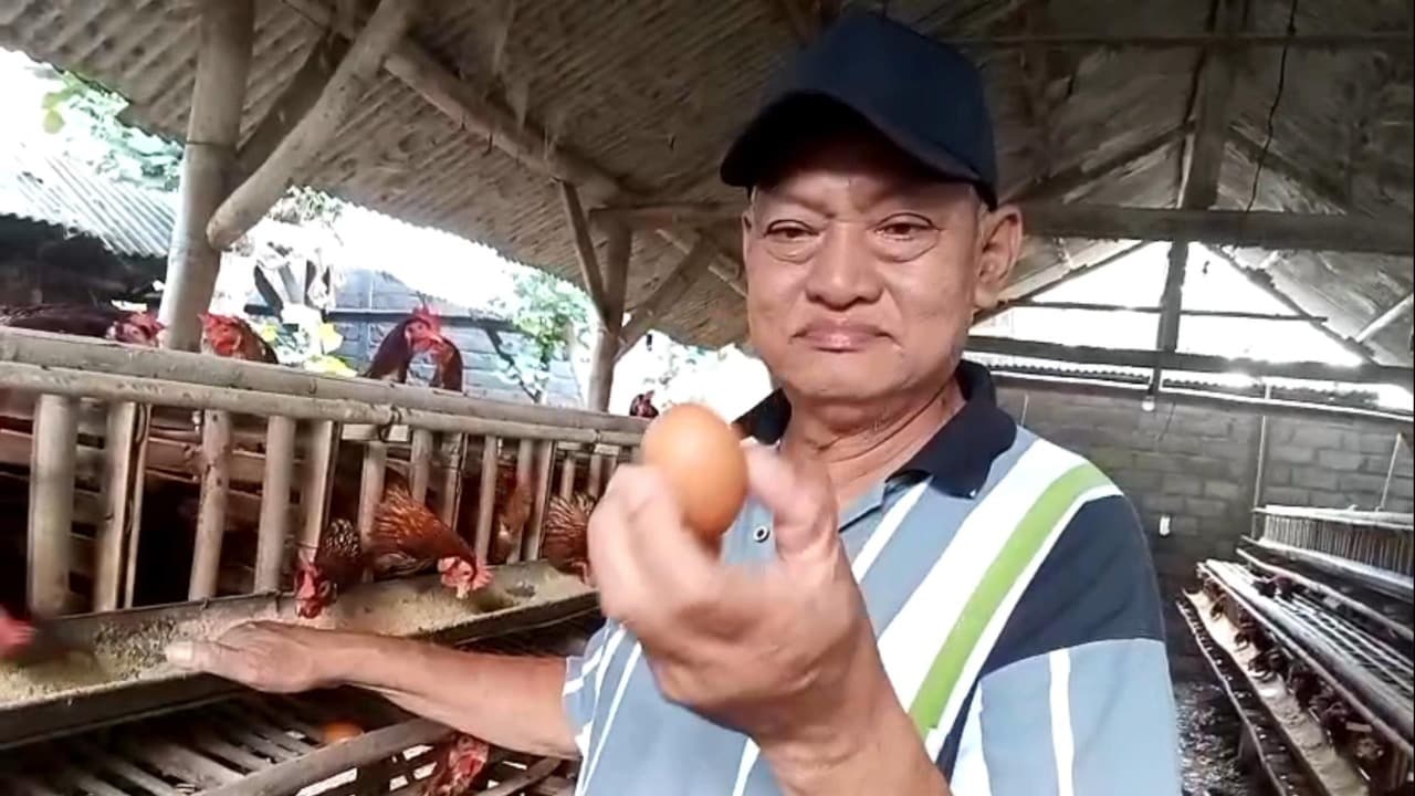 Imbas MBG, Harga Telur Naik dan Peternak Bisa Bernapas Lega