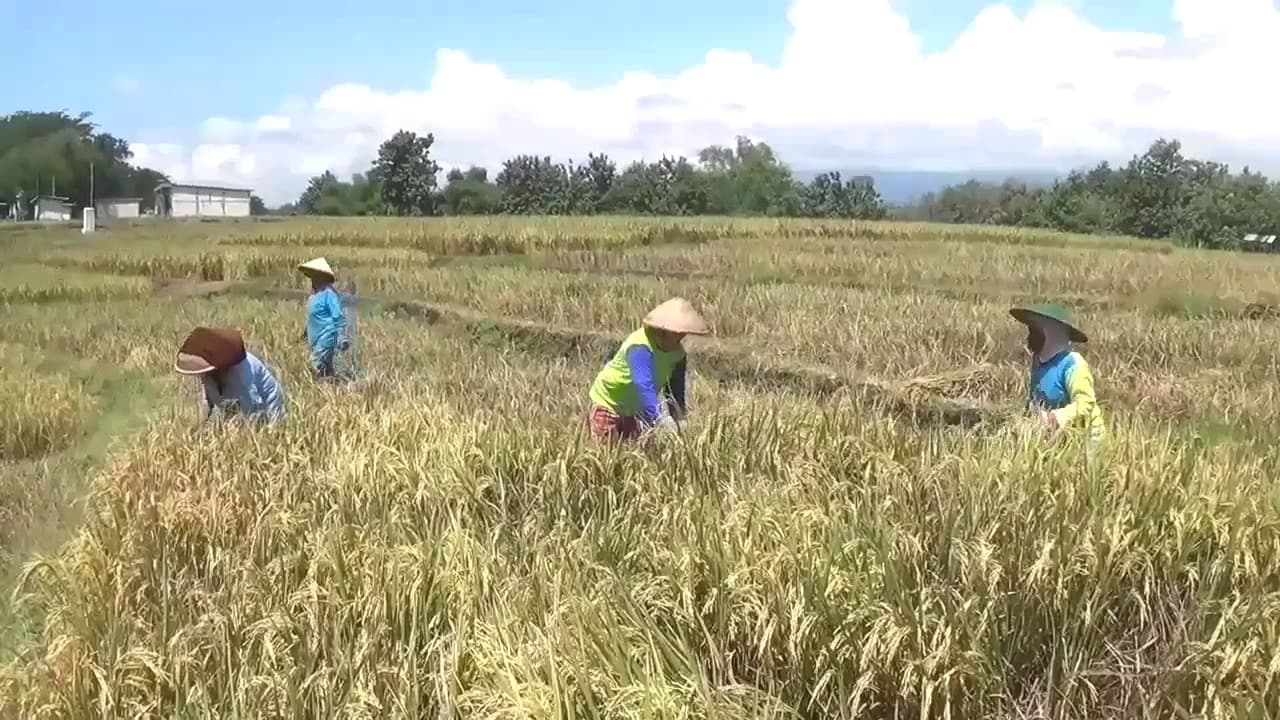 Jadwal Kunjungan Presiden ke Ngawi Ditunda, Panen Raya Padi Berlangsung Tanpa Kehadiran Presiden