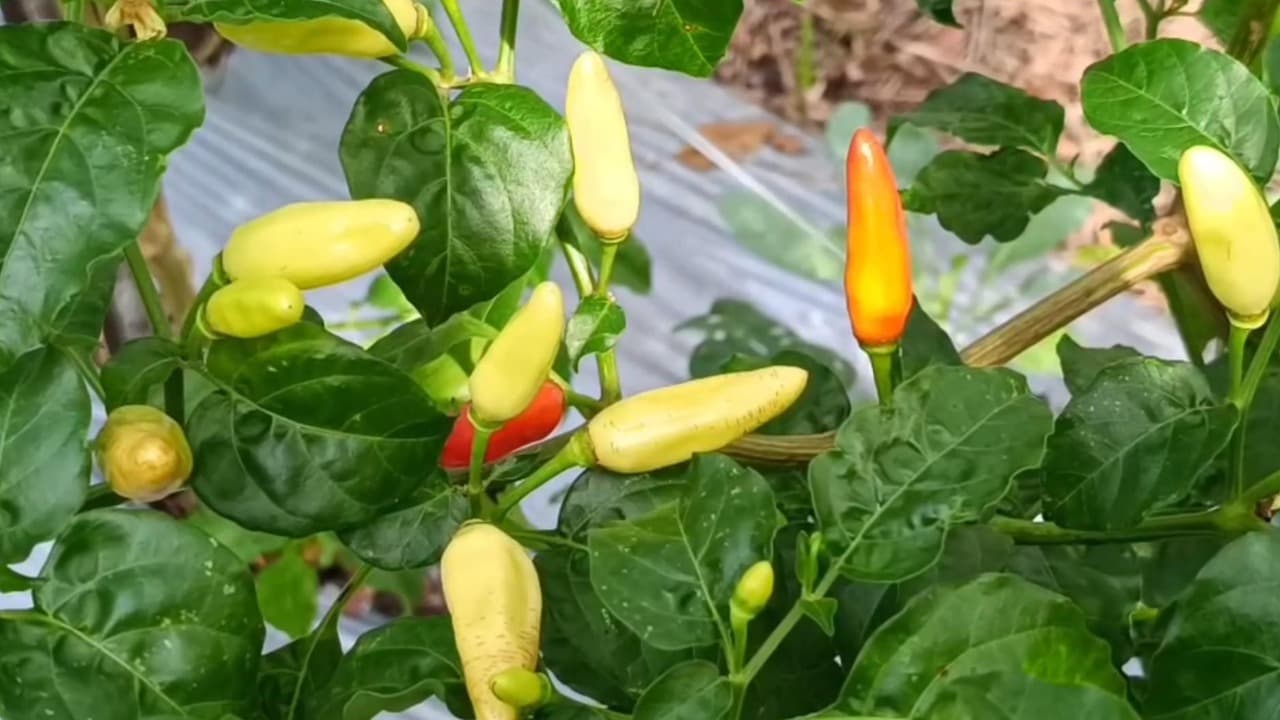 Harga Cabai Rawit Anjlok, Petani Blitar Merugi