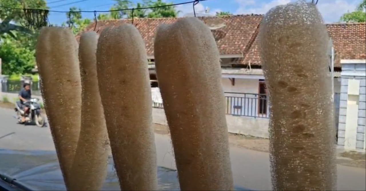 Produk Serat Gambas Kreasi Pemuda Jember Sukses Tembus.Pasar Internasional