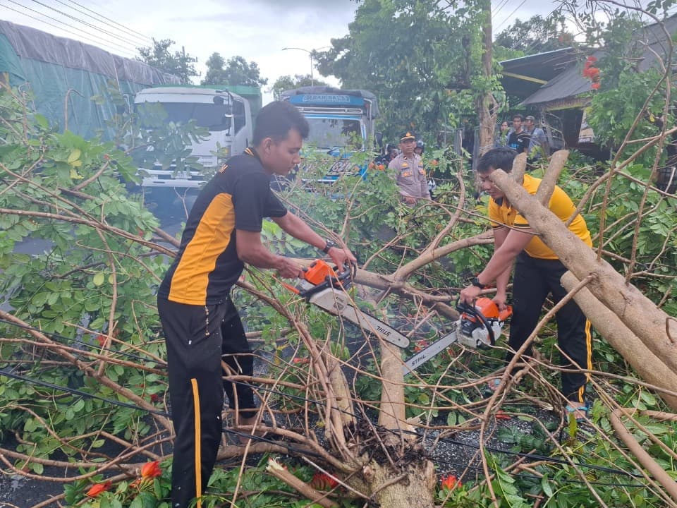 Angin Kencang Akibatkan Sejumlah Pohon Tumbang, Polresta Banyuwangi Turun Tangan