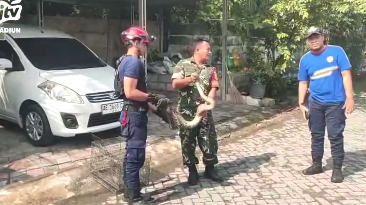 Aksi Sigap Babinsa, Ular Sanca 2,5 Meter Pemangsa Ayam Diamankan