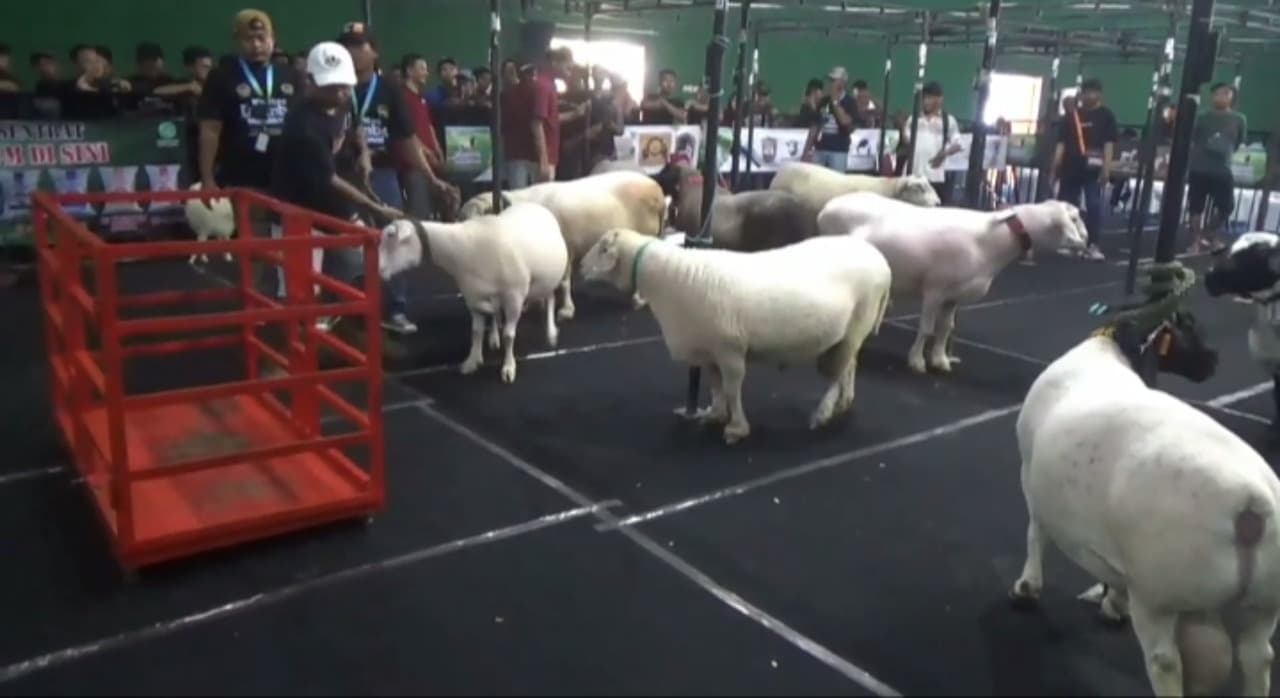 Ratusan Peternak Ramaikan Kontes Domba Nasional di Tulungagung, Rebut Piala Menteri