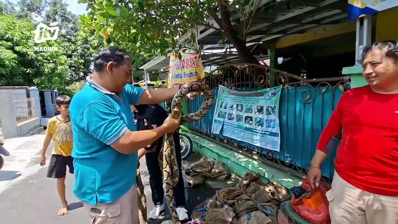 Kemunculan Satwa Liar Meningkat, 33 Ular Dan 1 Biawak Diserahkan Ke BBKSDA Jatim