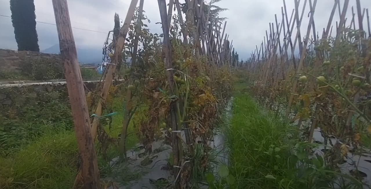 Cuaca Ekstrem, Petani Tomat di Lereng Gunung Lawu Alami Gagal Panen