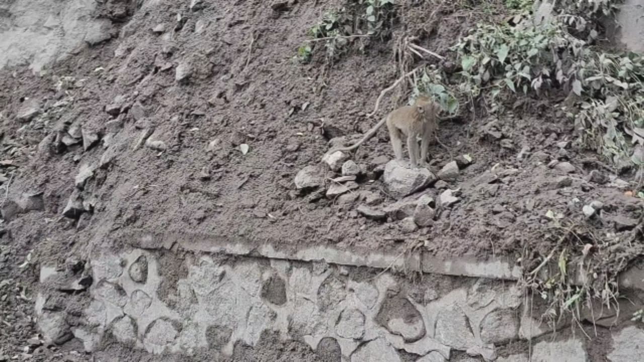 Kera ekor panjang turun gunung terdampak abu vulkanik.