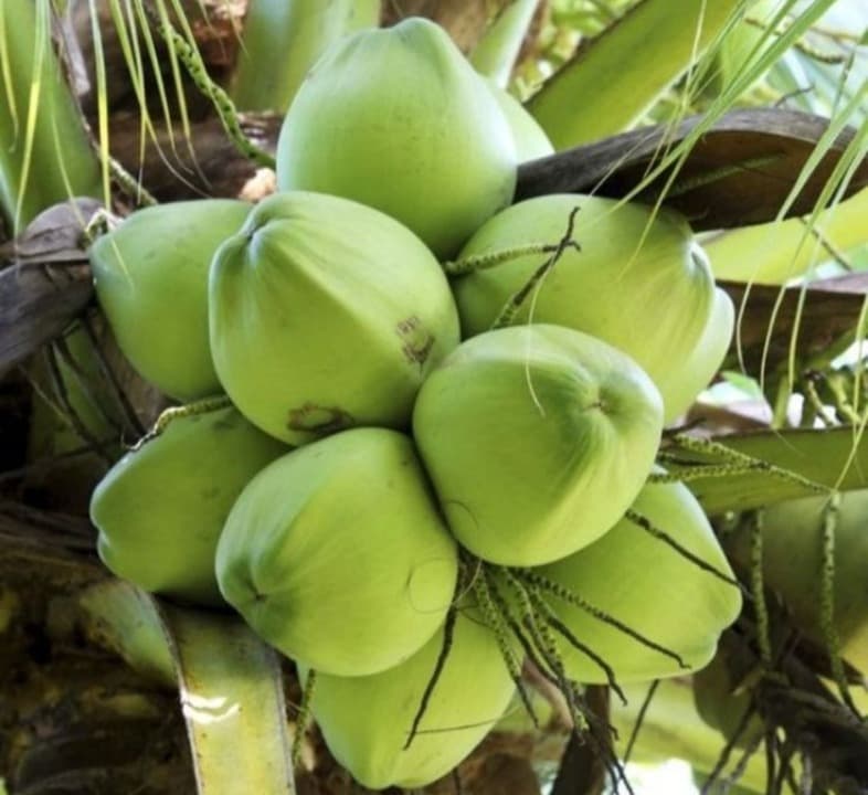 Kelapa, Buah Serbaguna Penjaga Vitalitas Tubuh