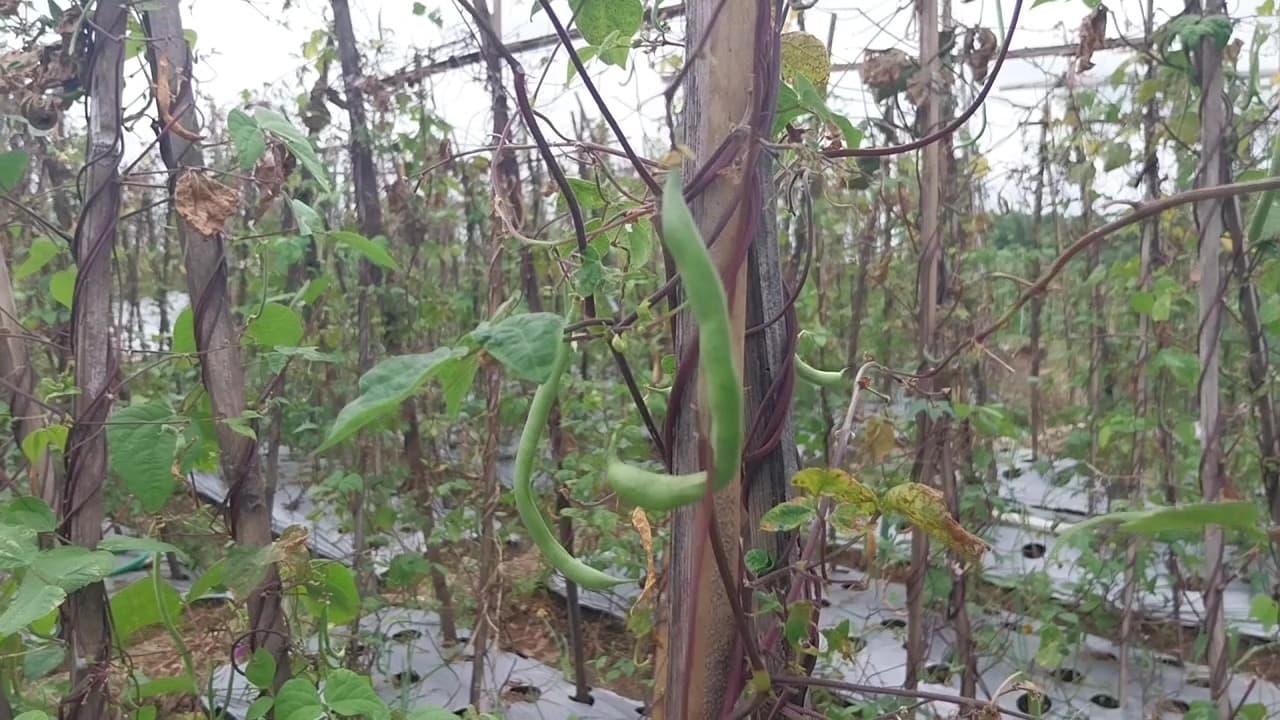 Panen Buncis Anjlok, Petani Tertolong Lonjakan Harga Bawang Merah
