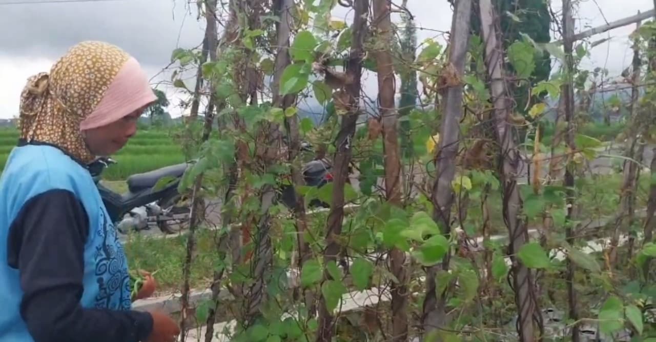 Buncis Anjlok, Petani Magetan Tertolong Naiknya Harga Bawang Merah