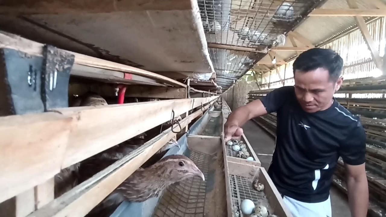 Program MBG Dorong Harga Telur Puyuh di Blitar Melonjak