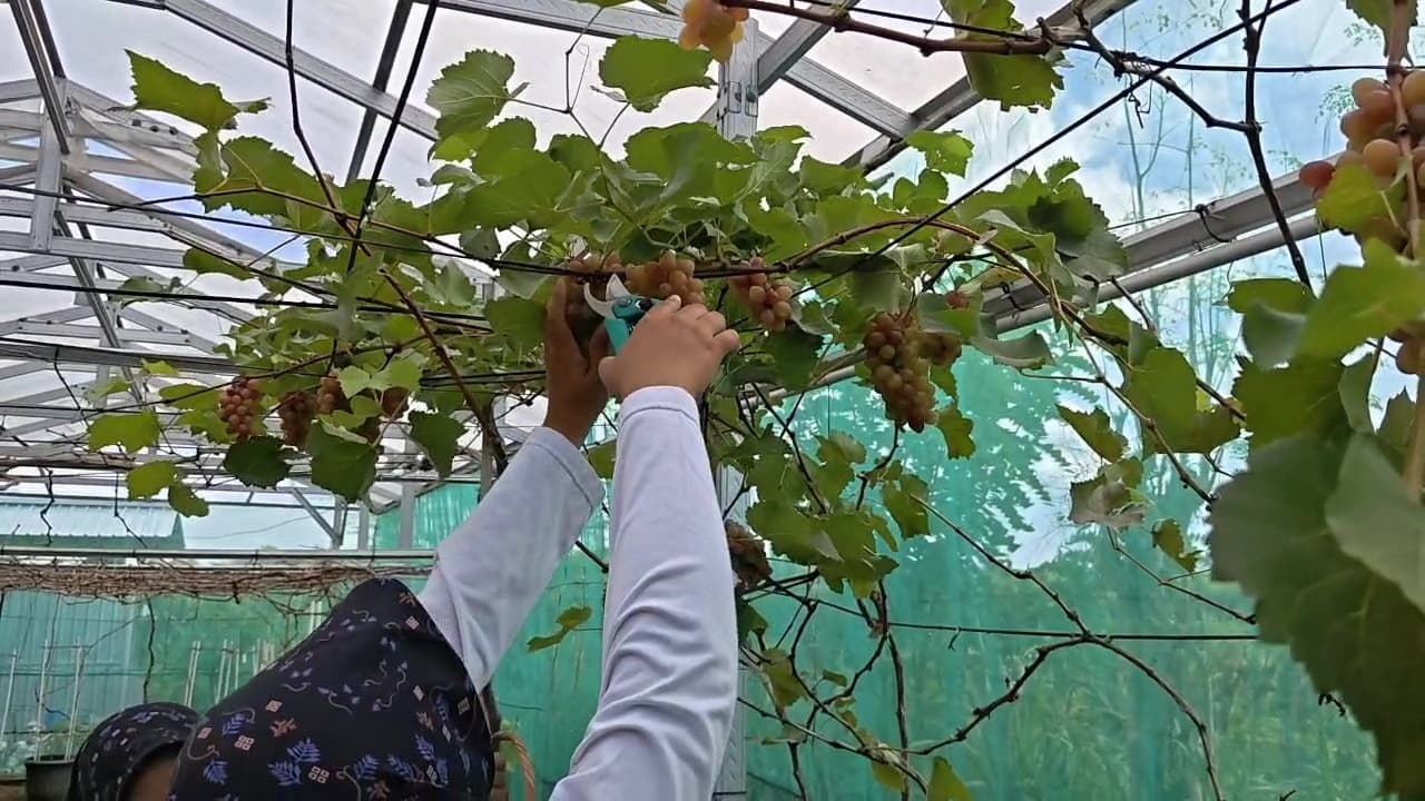 Sensasi Petik Anggur Lewat Wisata Edukasi Greenhouse Ponorogo